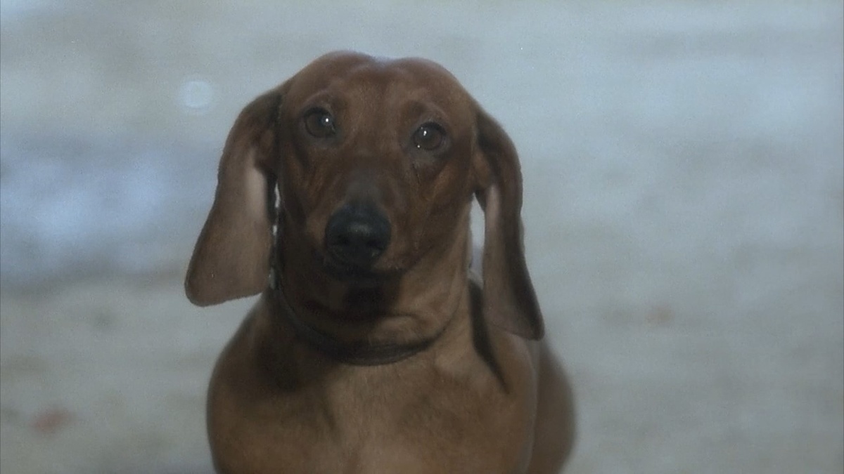 Обычно в кино безмолвными свидетелями смерти становятся пушистые коты. Этот фильм нарушает традицию, совершенно гениально задействуя в качестве одного из участников таксу. 