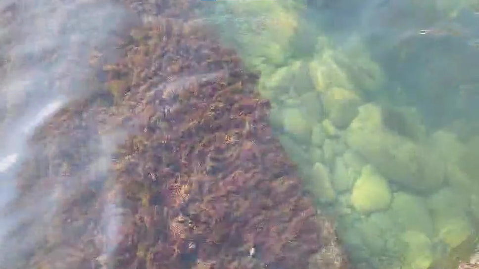 Фото: пресс-служба администрации Сочи