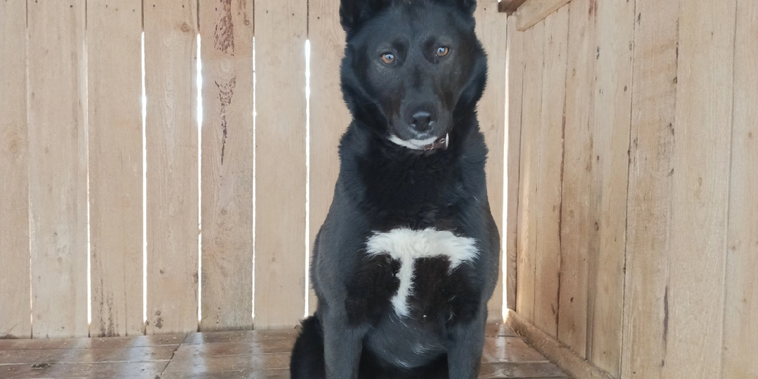 Рэсси- сидела дома на метровой цепи, и теперь считает приют раем на земле