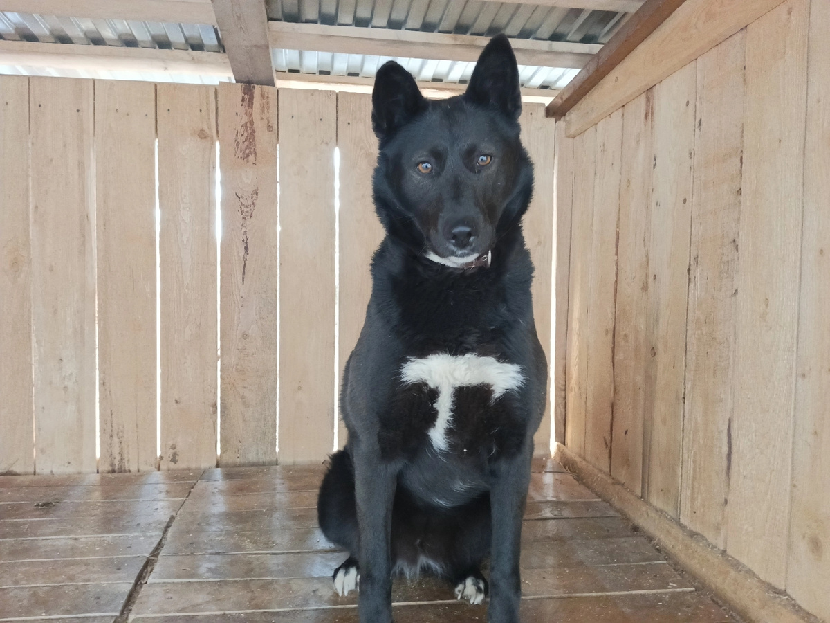 Рэсси в вольере 