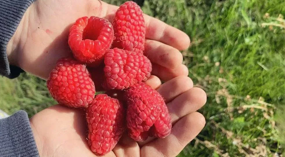 крупная малина