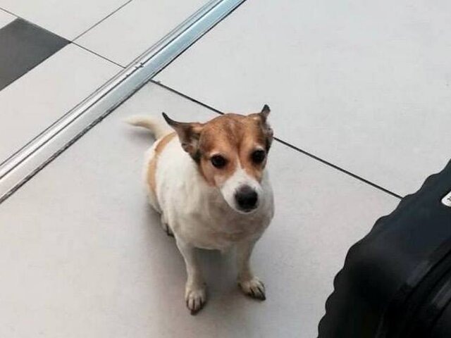    Фото: телеграм-канал "Аэропорт Пулково"