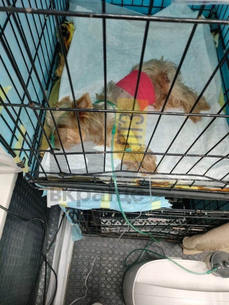    Фото: Вкратце | Петрозаводск | Карелия