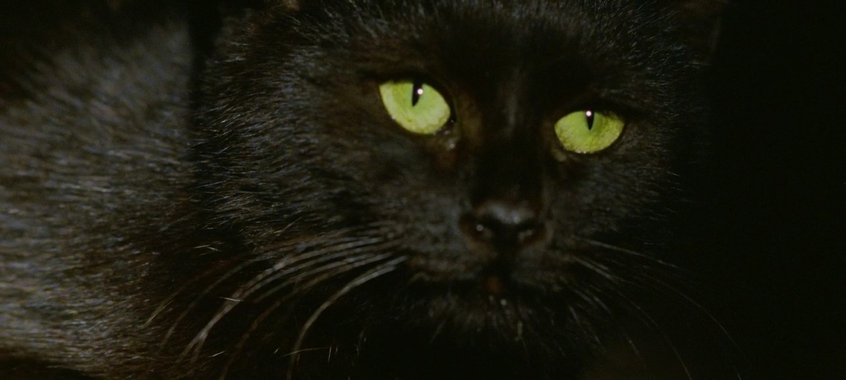 Где секс и убийства - там пушистые коты. Ещё один позднее перебегает дорогу перед священнослужителем, когда везут очередной труп. 