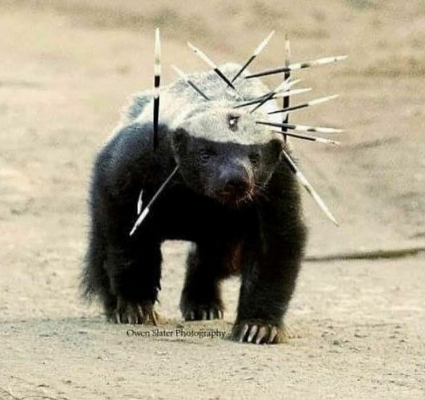 Иголки? Какие иголки? 