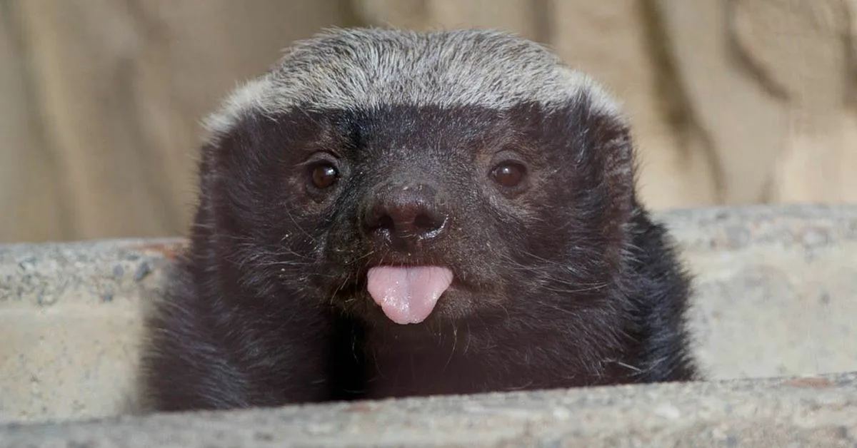 Вот такой я крутой!