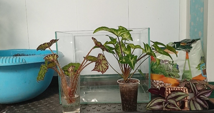 Традесканцию я в итоге не стала сажать.