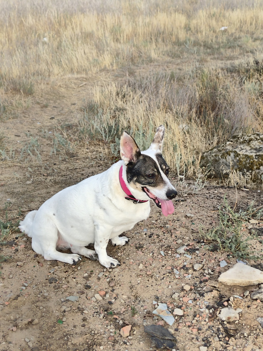 Привет вам от Зефирки) 