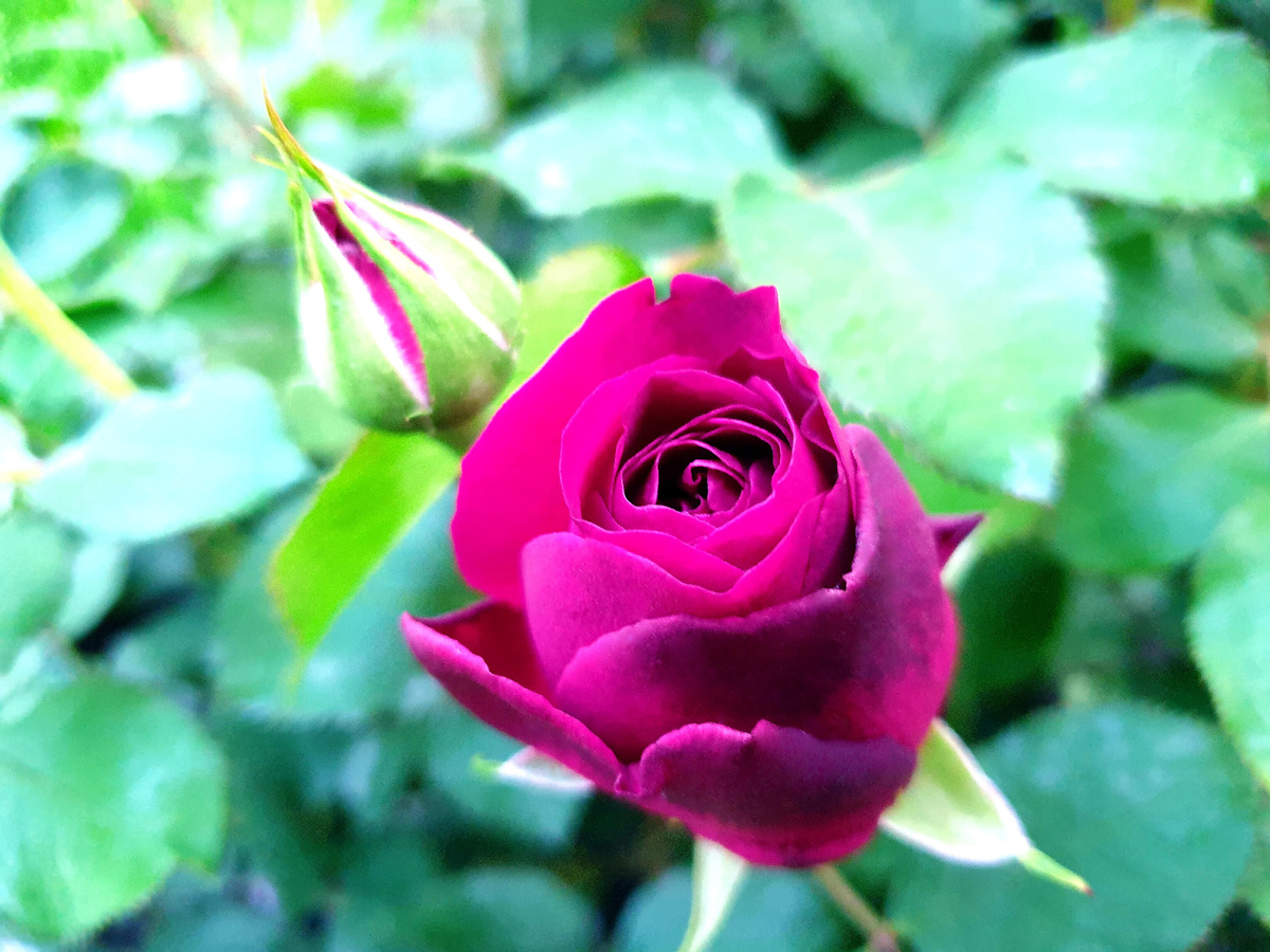 Манстед Вуд. Фото автора.