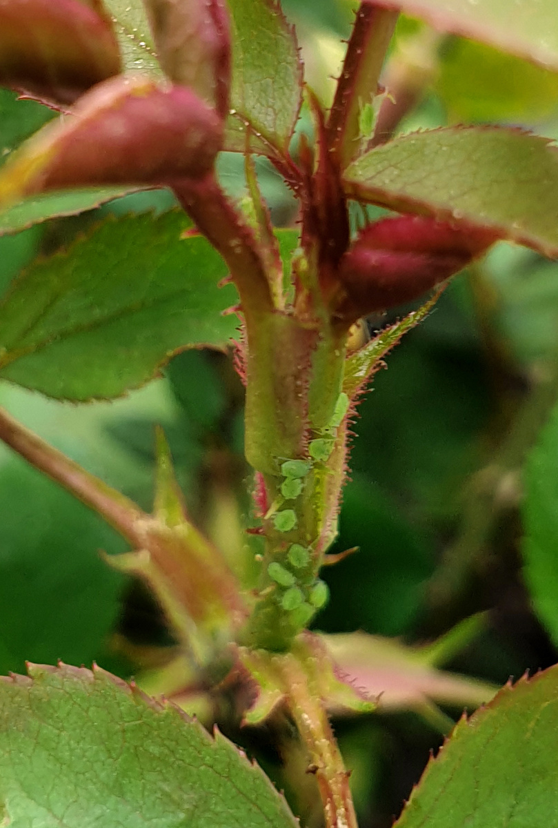 Тля на розе. Фото автора.