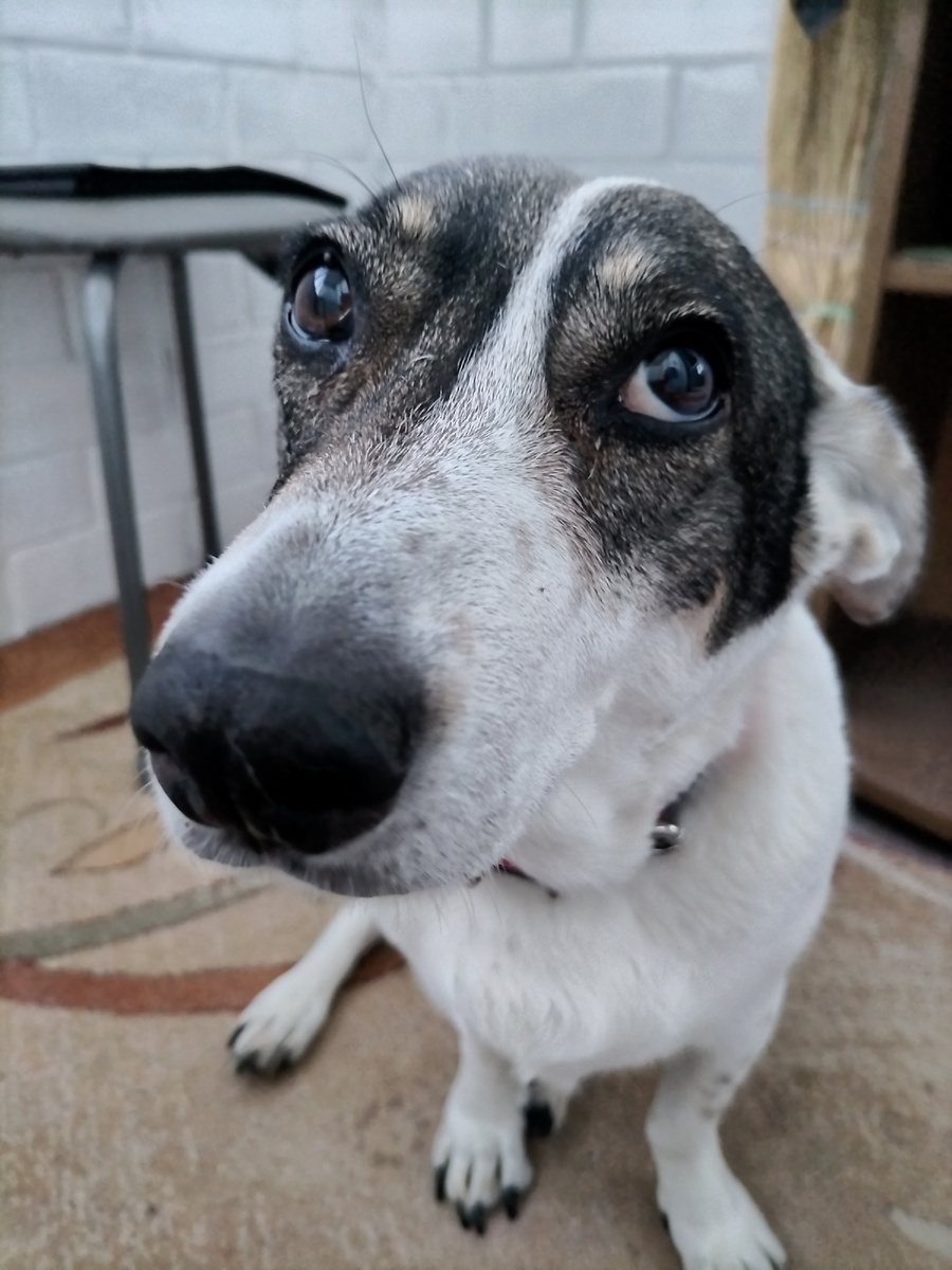 Привет вам от Зефирки