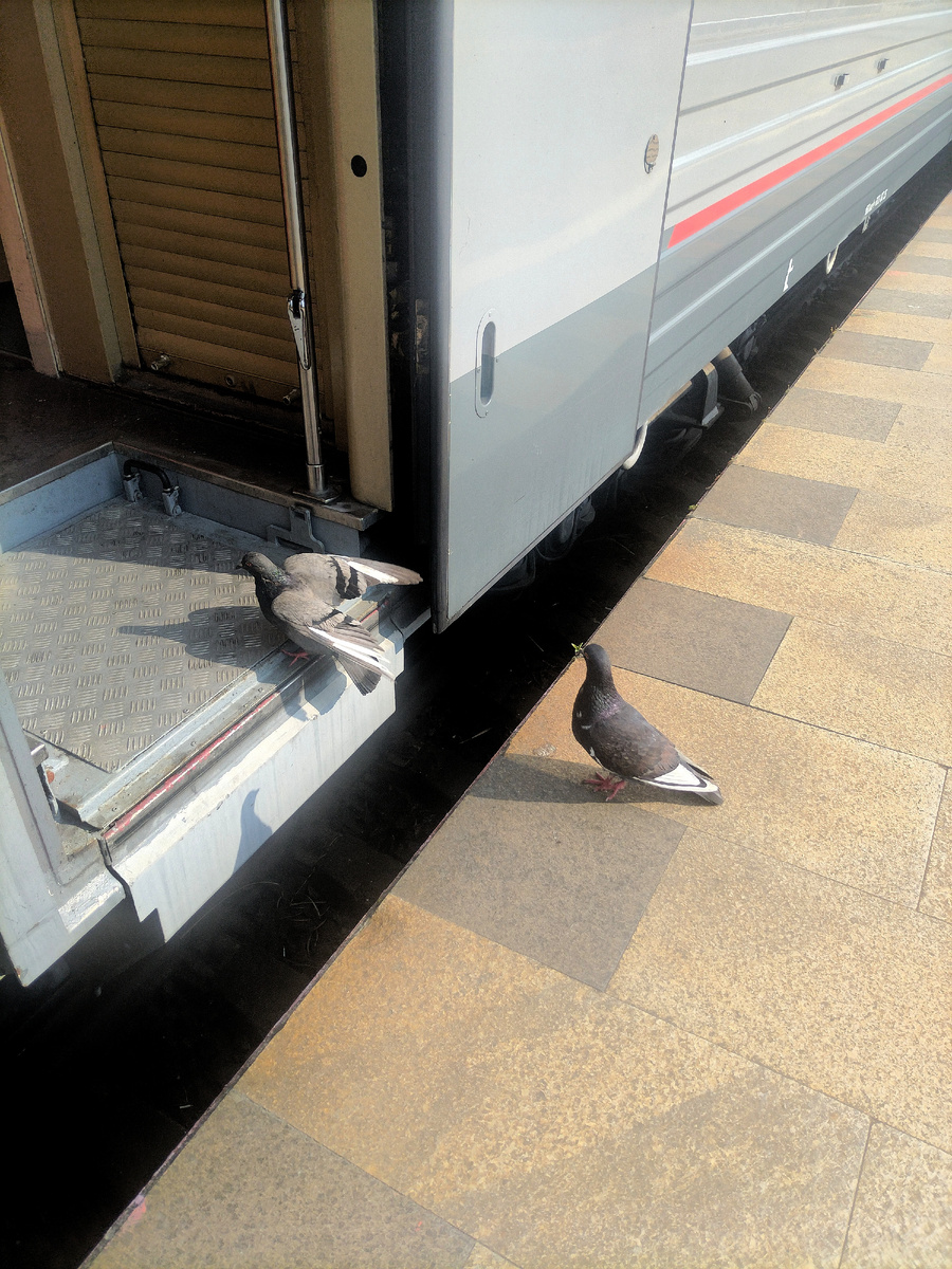 Вот они эти зайцы) 