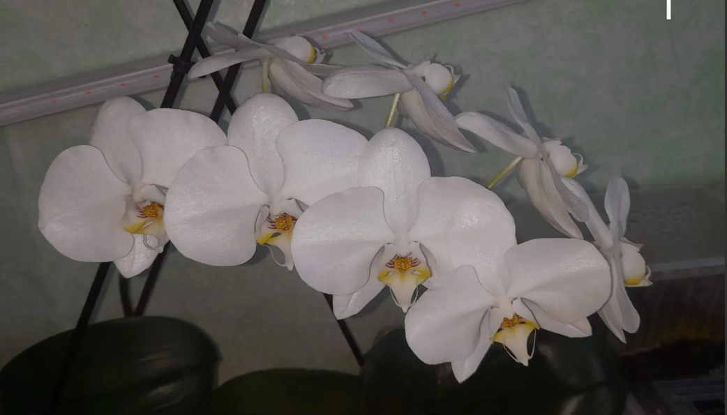 Привет, меня зовут Ольга! Недавно открыла для себя удивительный мир орхидей и теперь с головой в эксперименты:

🌱 Выращиваю из семян и черенков,

🌿 Использую только натуральные удобрения (банановая кожура, алоэ, корица и другие лайфхаки),

🐞 Борюсь с вредителями без химии — делюсь проверенными методами.

💬 Приглашаю всех, кто:

Любит орхидеи и хочет научиться ухаживать за ними естественно,

Пробует необычные способы размножения (даже если пока не получается!),

Готов делиться опытом, задавать вопросы и спорить о лучших методиках.

Здесь нет глупых советов — только личный опыт, фотоотчёты и поддержка!

Правила:
✔ Без рекламы и спама,
✔ Уважаем друг друга (критикуем аргументированно),
✔ Посты с экспериментами приветствуются — даже если что-то пошло не так!

📢 Давайте вместе превратим убийц орхидей в гуру природного ухода!

P.S. Особо ценим тех, кто ведёт дневники роста своих растений — ваши наблюдения бесценны!