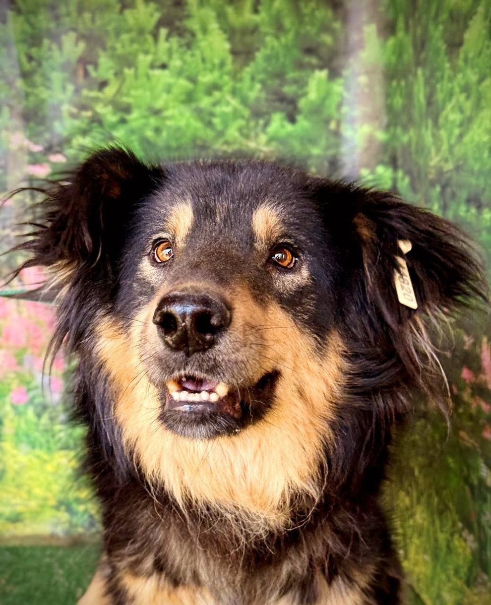 Житель приюта Ананда, Мальчика зовут Изюм, ему примерно 5 лет и он очень ждет своих хозяев. Конечно, пёсик кастрирован и привит, давольно крупный, социализирован, добрый и ласковый к людям. Если заинтересовал этот песик, пишите, звоните  +7 902 562 30-39