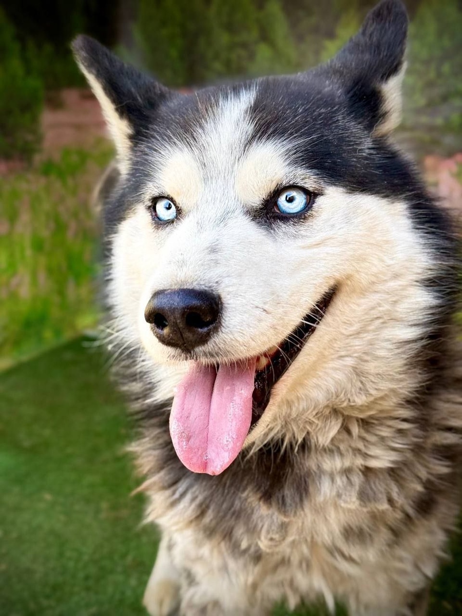 Питомец приюта Ананда. Хаски, мальчик, примерно 3 года, стерилизован, привит, социализован, активный пёсик, нужны длительные прогулки, игры. Если поняли, что это ваша собака, пишите, звоните: +7 902 562 30 39