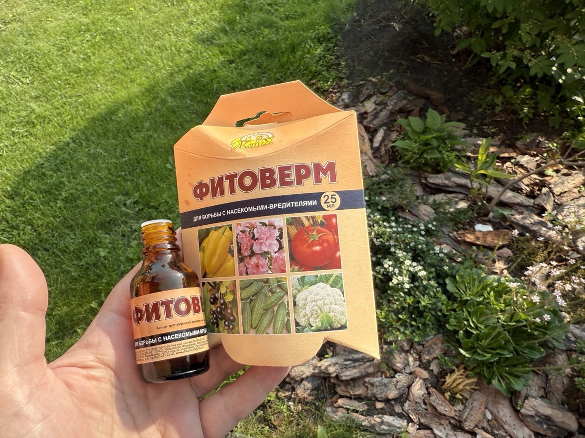 Фото автора канала Дом с кипарисами