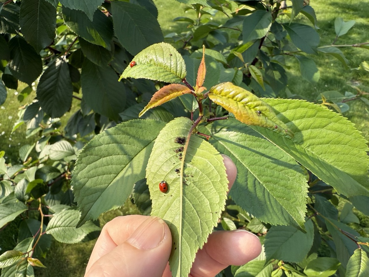 Перед обработкой Божьих коровок лучше снять и убрать на необработанное растение. Фото автора канала Дом с кипарисами