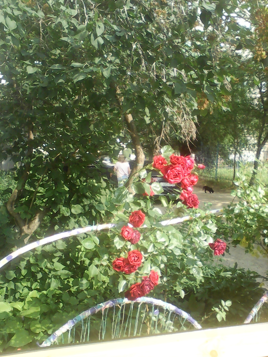 Розы.как маленькое дерево.вот это вымахали.может они еще больше будут