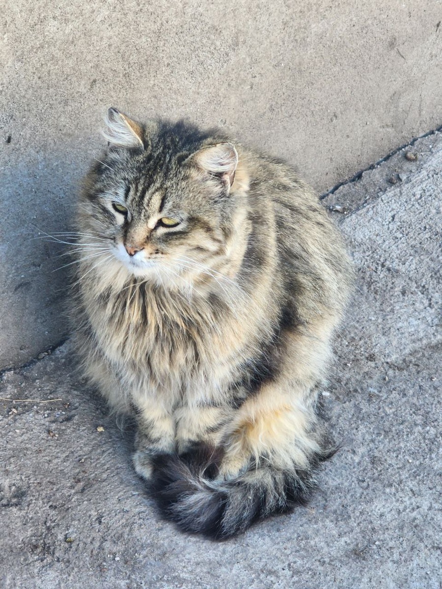 Вот такой Тигруля была раньше.