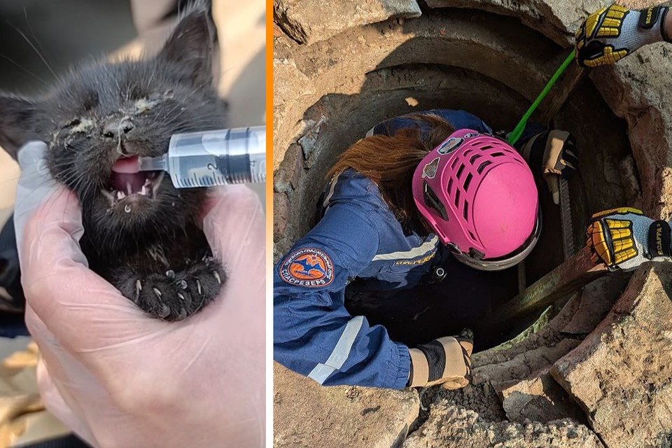    Московские спасатели вытащили 2-месячного котенка из горячих труб теплотрассы. Фото: ОПСО "СпасРезерв"