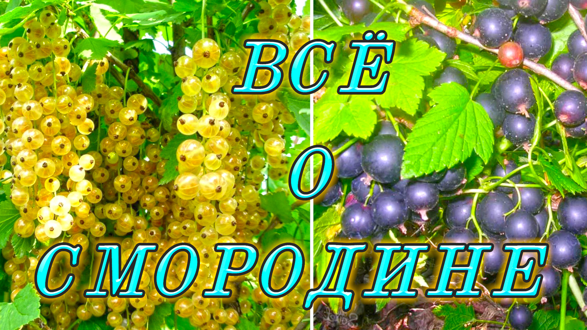 Как вырастить крупную смородину?