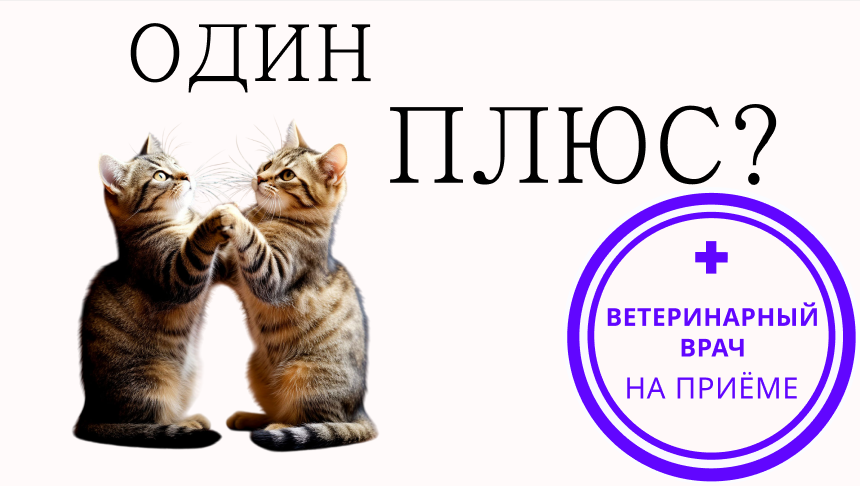 Стоит ли заводить вторую кошку