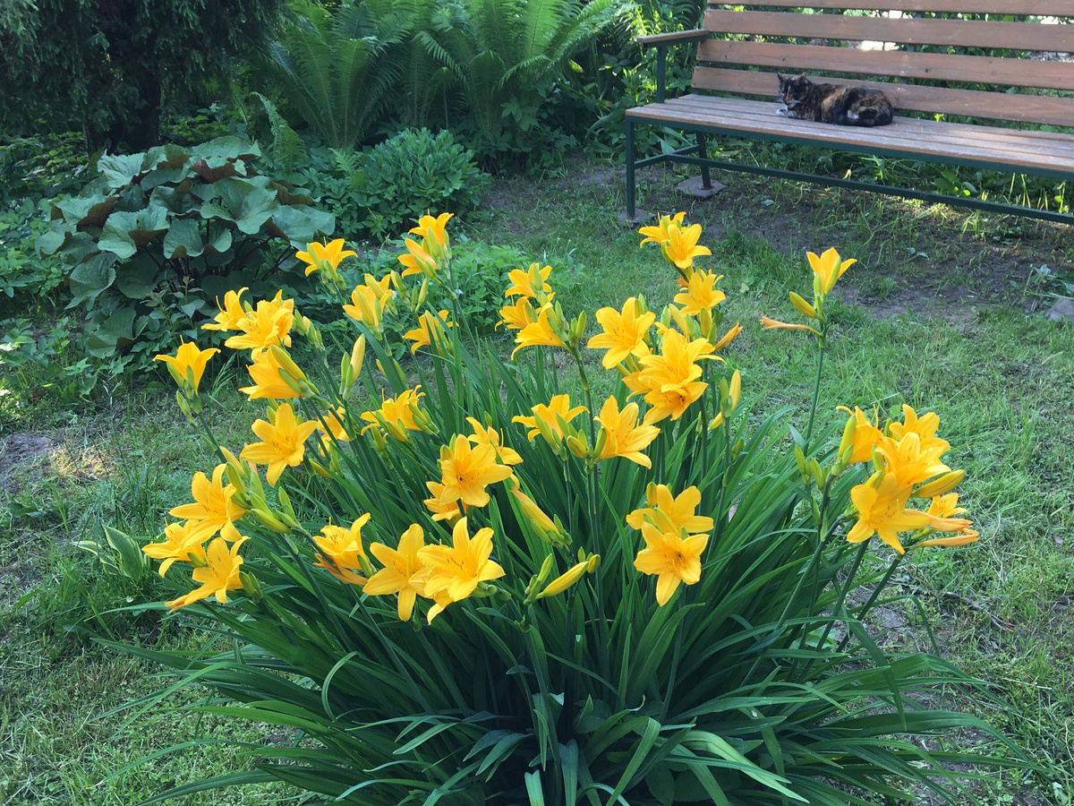 Вот такой у меня лилейник расцвёл. Фото автора