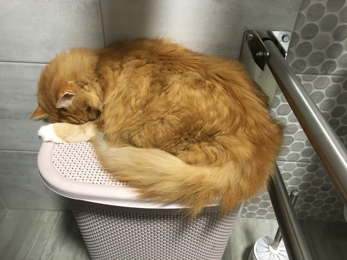 Стыдно тебе, Беша? Фото автора