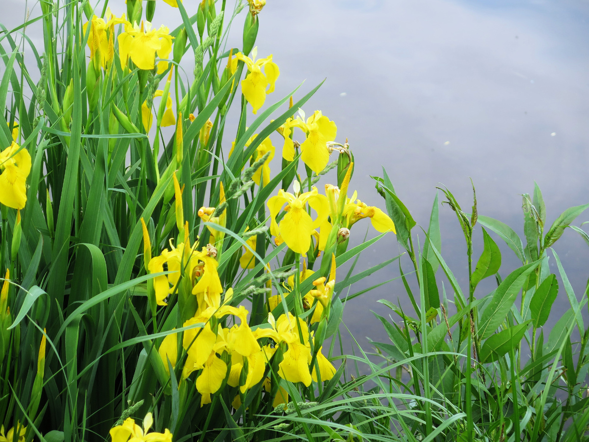 Москва 2 июня 2025. Фотограйии авторские. Бамболе из моей коллекции.