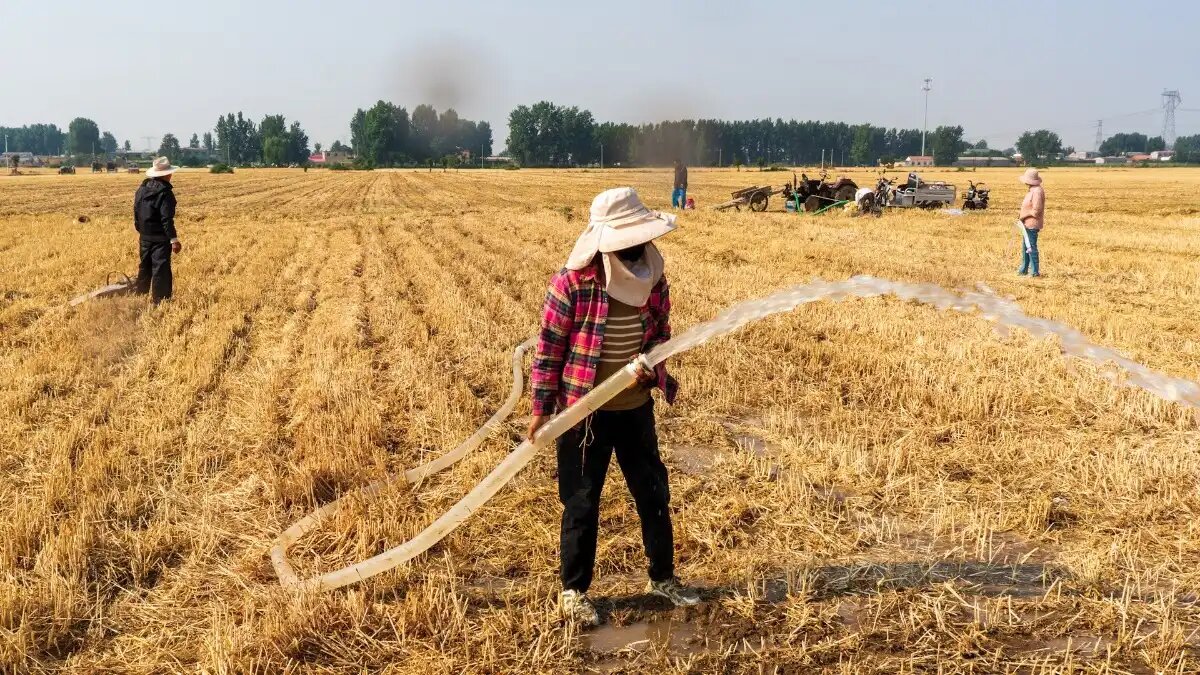 Фото: cdn
Урожай пшеницы в Китае может стать самым низким с 2018 года