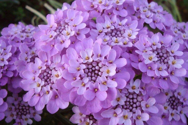 Фото из свободного доступа