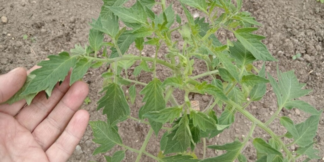 1 ст. л. на 10 л воды для томатов. Почему закручиваются листья и что делаем