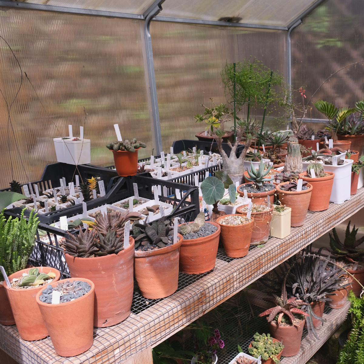 Суккуленты