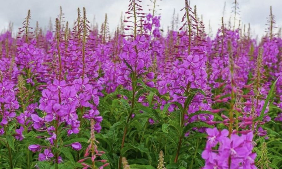 Иван-чай: правильный сбор и ферментация в домашних условиях