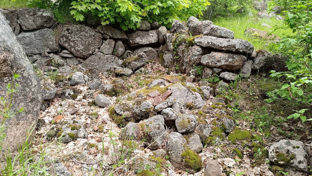 Вот он, исполин прошлого! Подвал усадьбы Тали (Пальцево). Камни помнят каждый шаг своих строителей...`