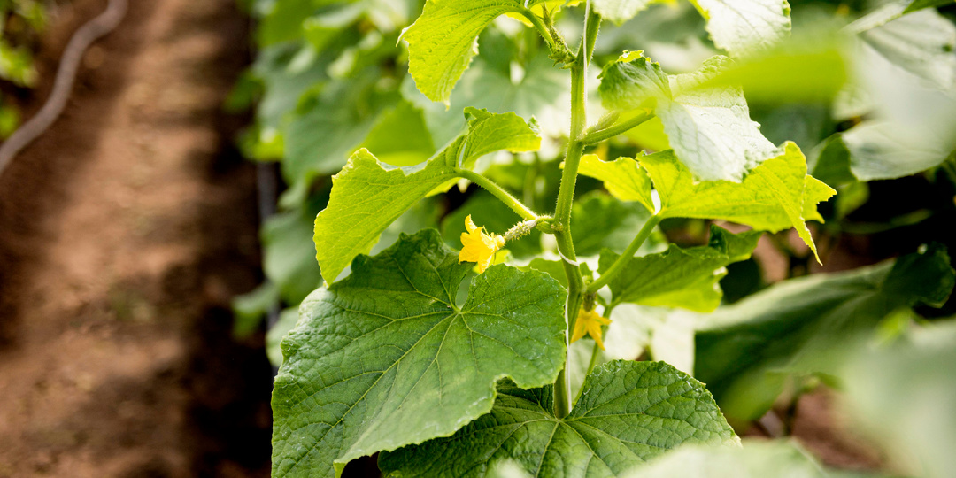 В СОВЕТСКИЕ времена знали толк в подкормках. С ними огурцы собираю ведрами.