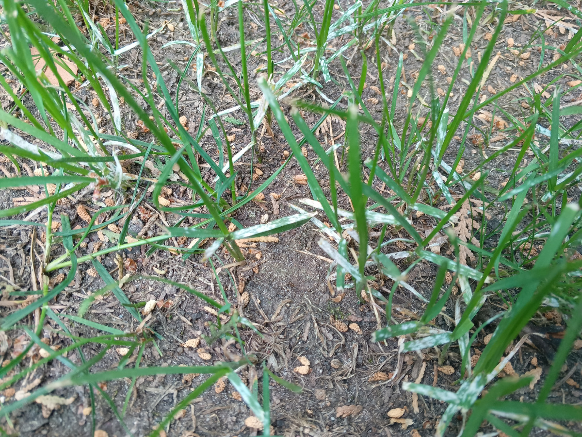 Фото с участка, где кошу газон