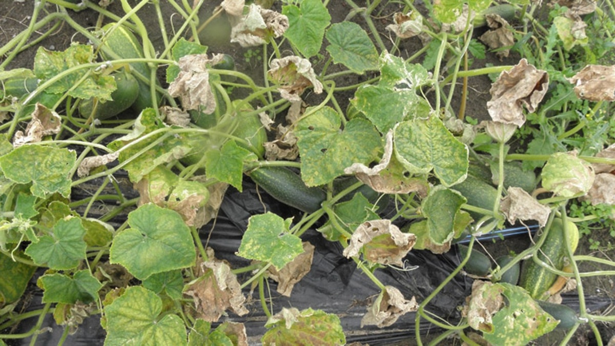 Мучнистая роса на огурцах