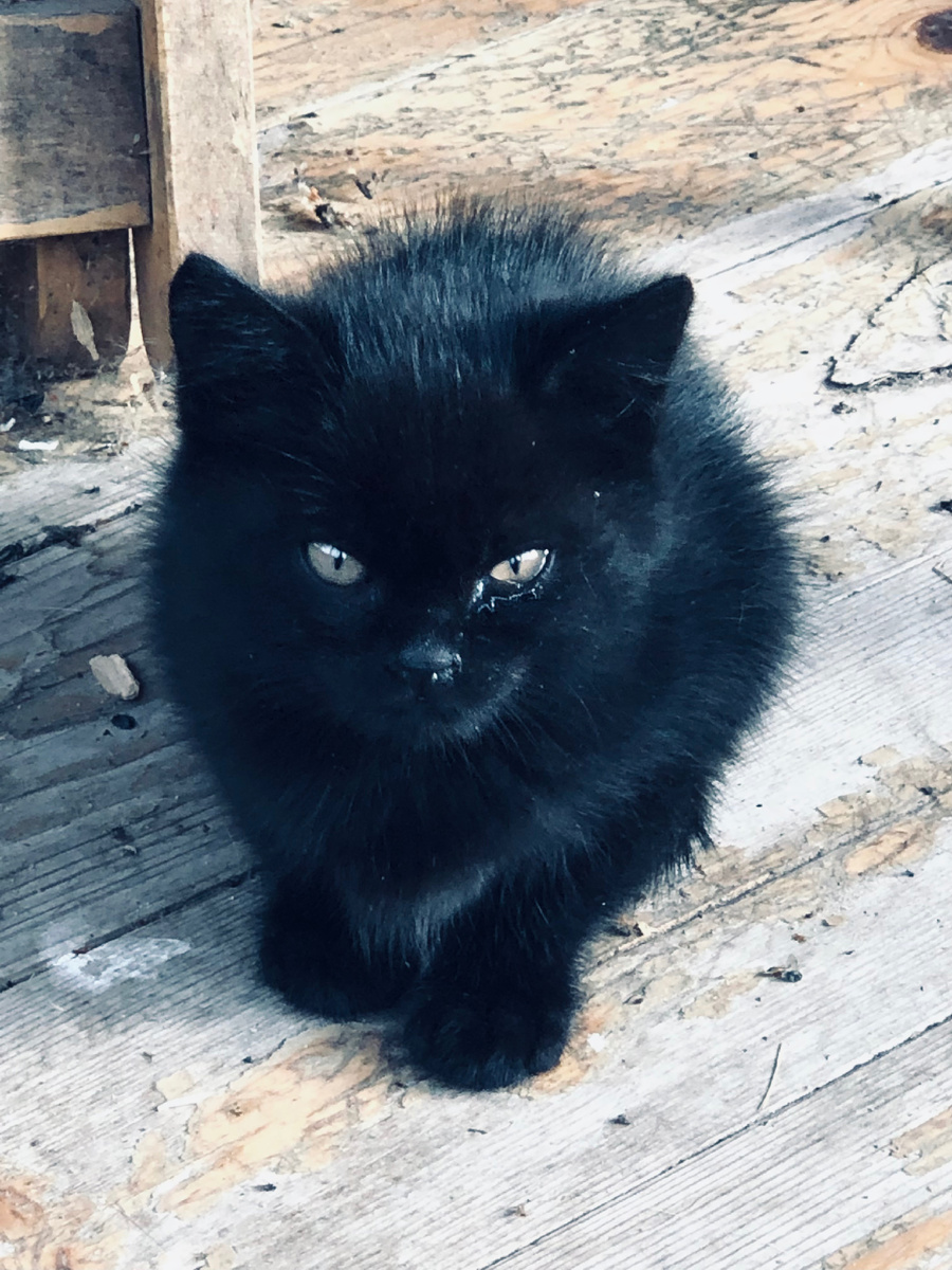 Так выглядела Ася в октябре 2021 года. Везде фото автора.