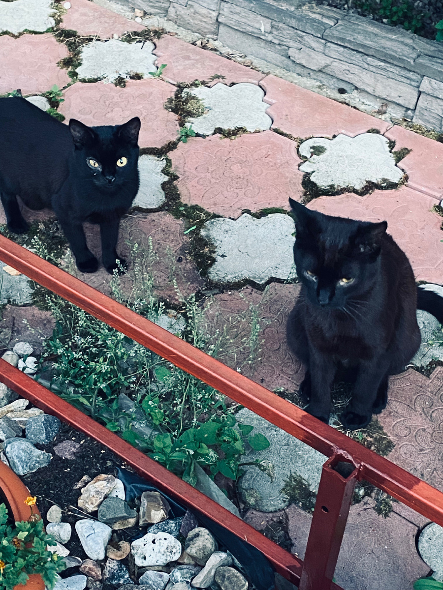 Ася с ее братиком Тимошей.