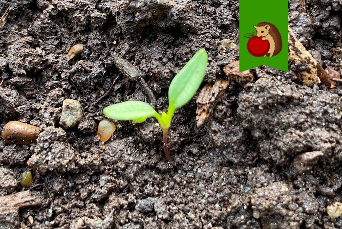 Только проклюнулась