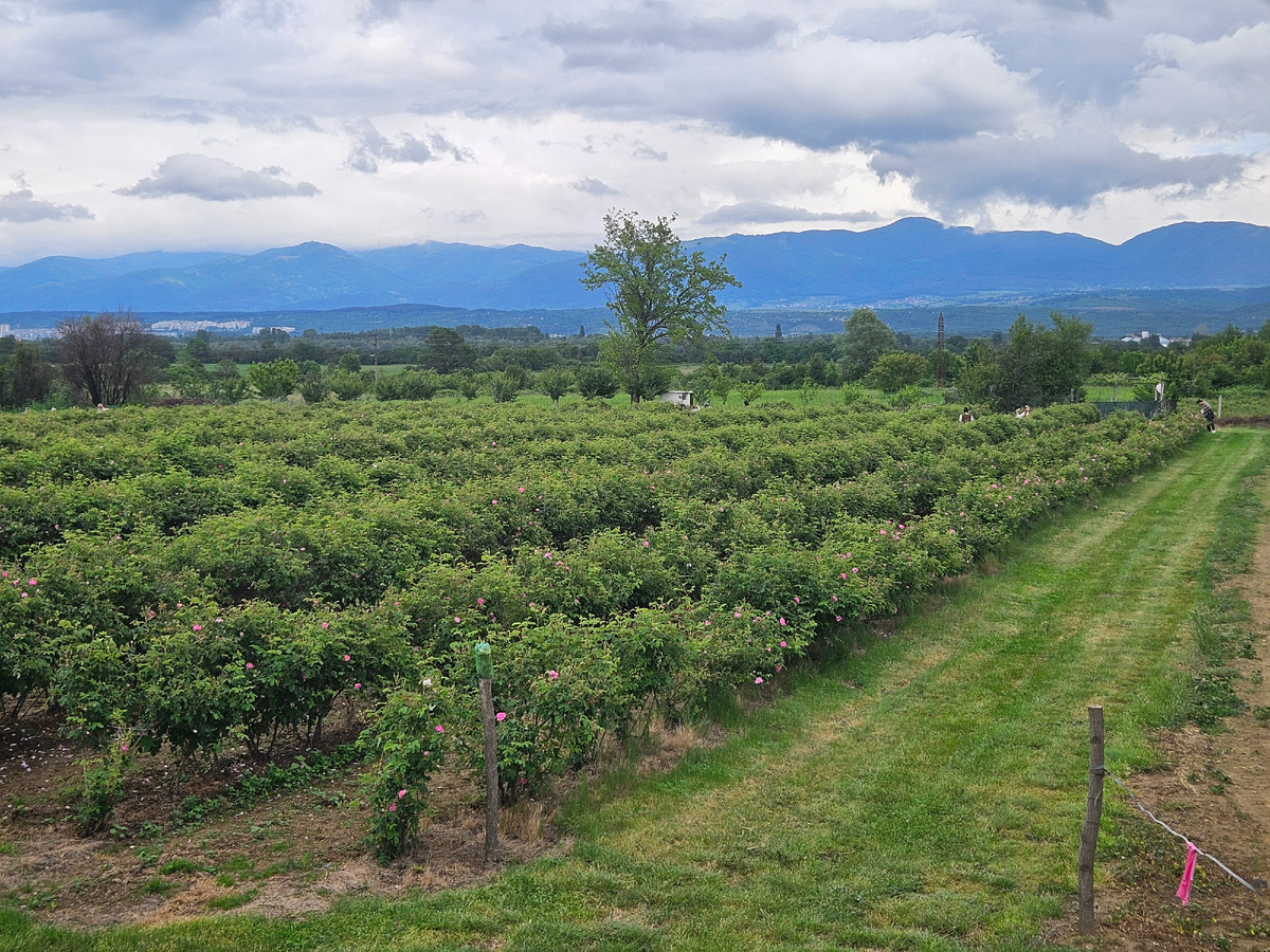 Это рабочая розовая плантация