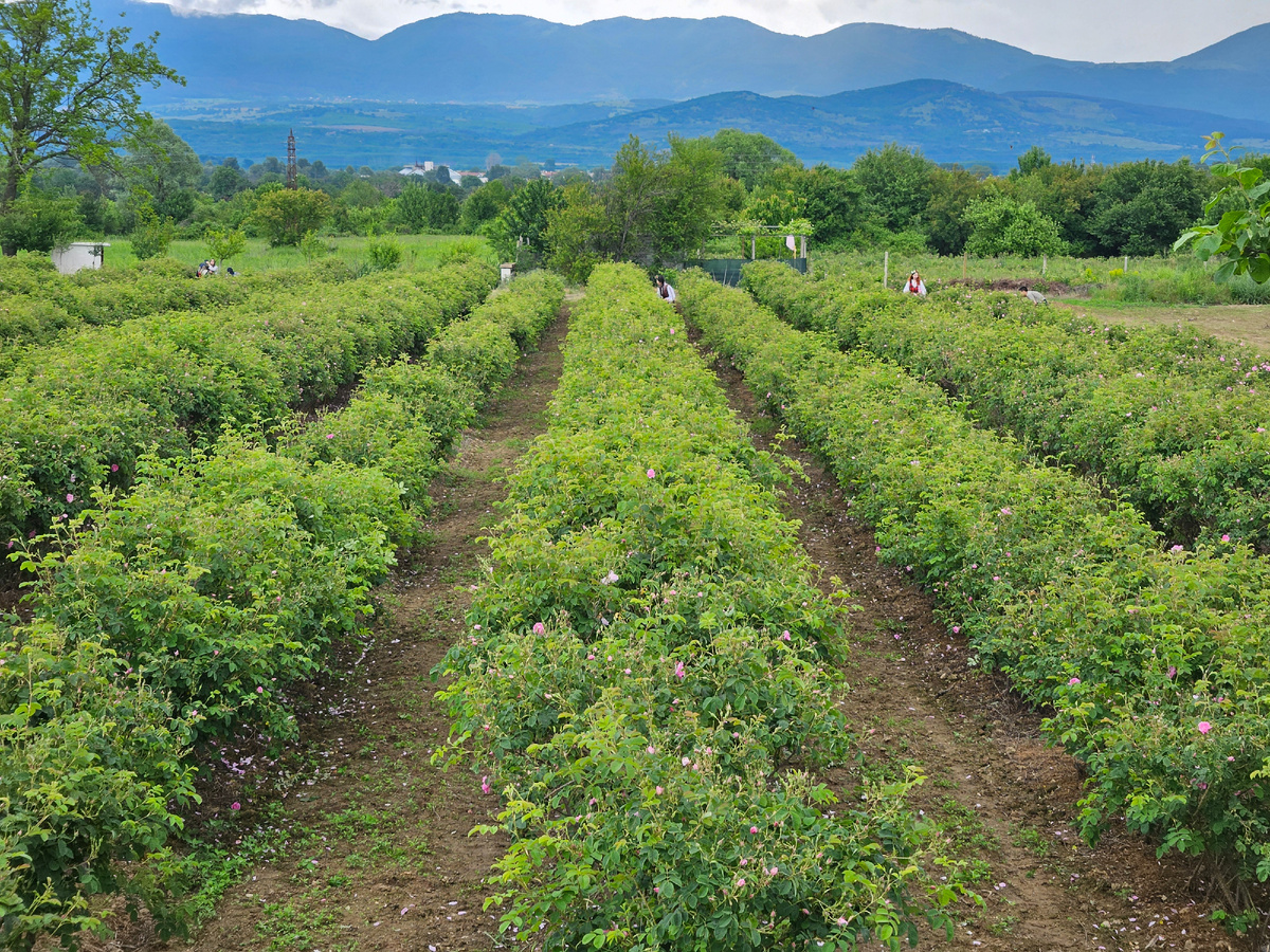 Роза Дамасцена