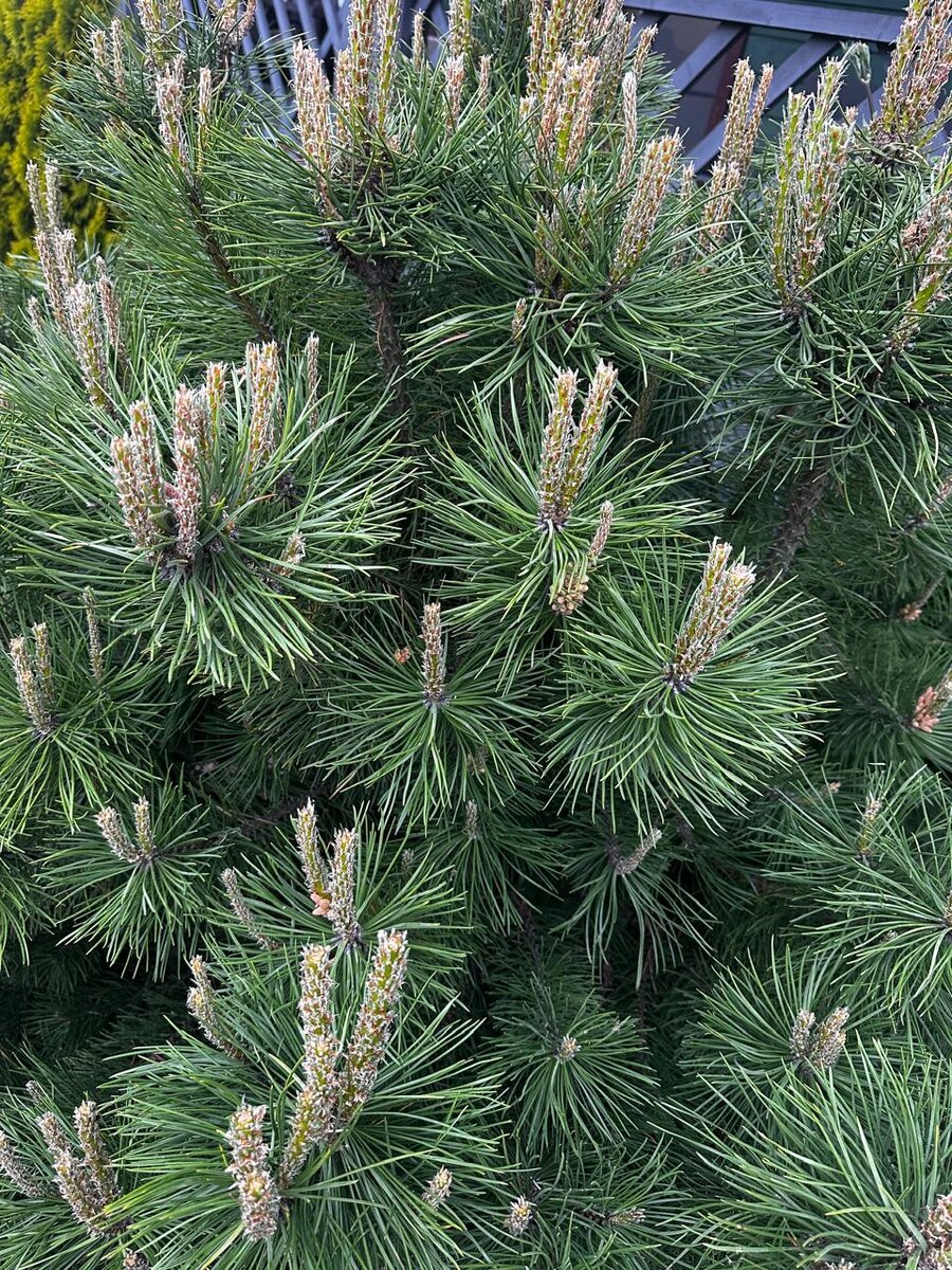 Срезанные свечки вблизи