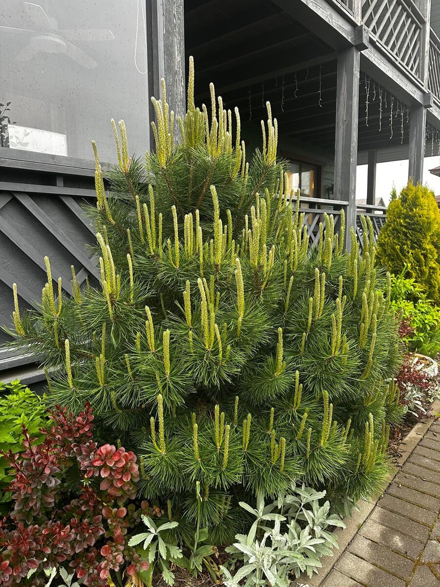 Не остриженная сосна