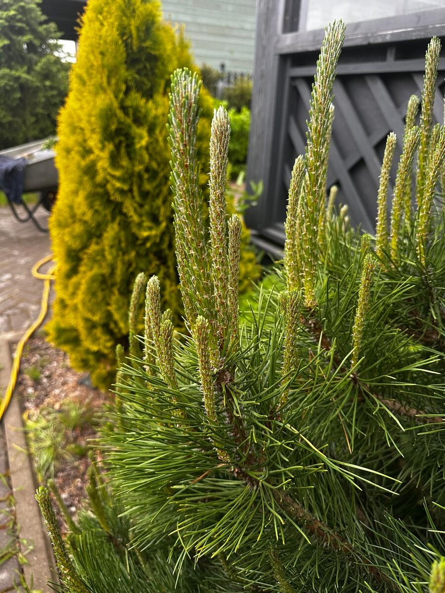 Свечки до обрезания