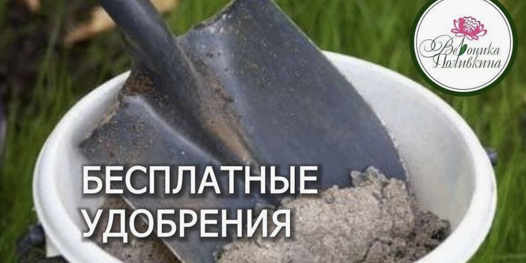 Дешевые удобрения для огорода: 10 бюджетных подкормок, которые работают