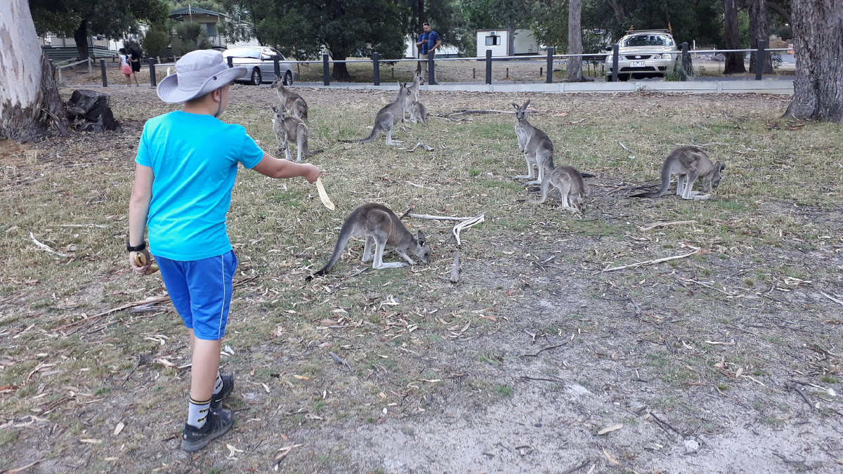 Димка пошёл кормить своих первых в жизни кенгуру, пасущихся прями посреди городка