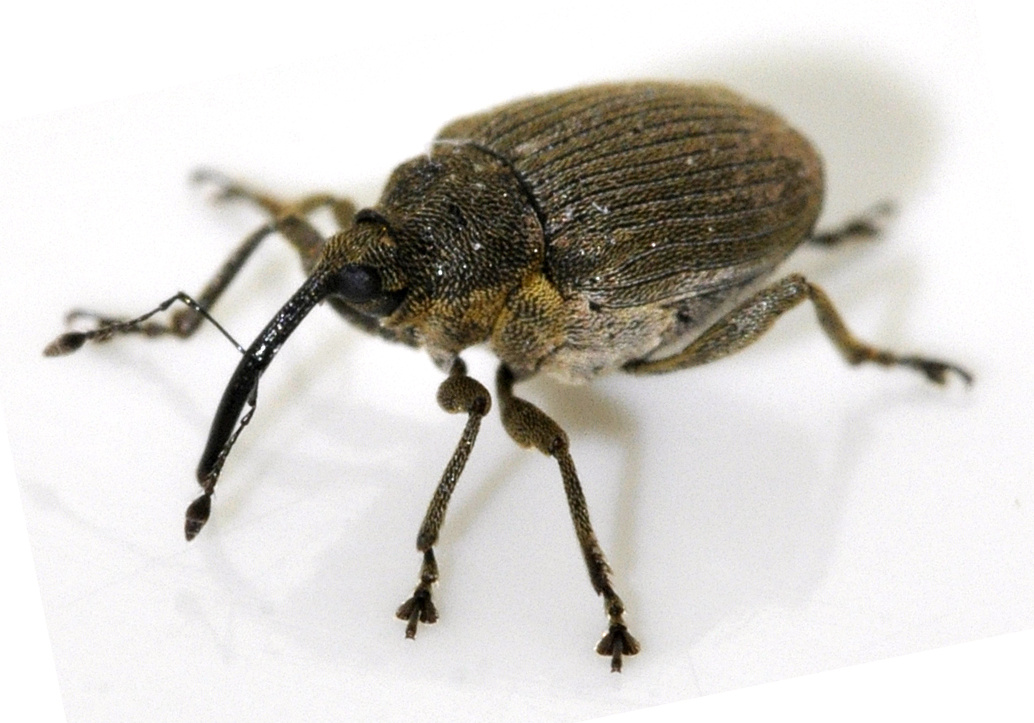 Луковый скрытнохоботник, фото с интернета