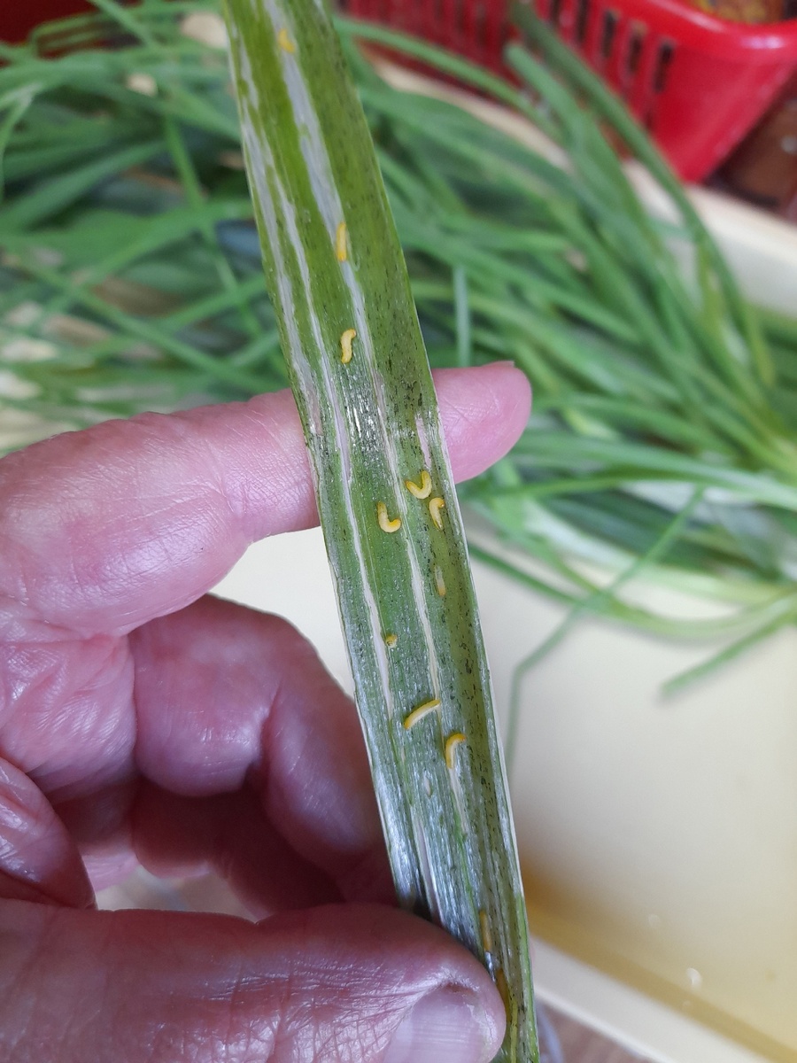 Личинки скрытнохоботника внутри лукового листа